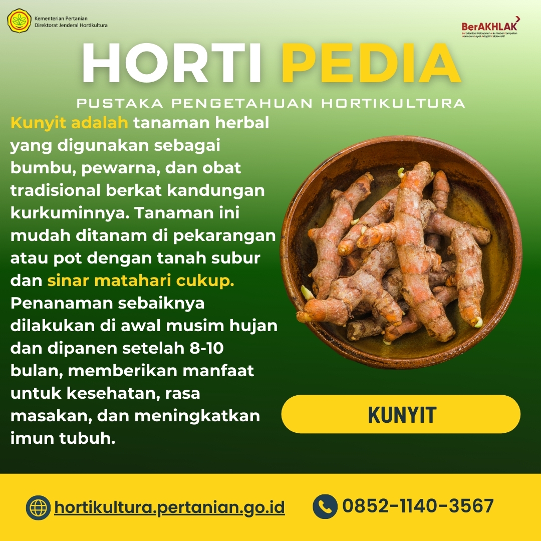 ditjenhorti's tweet photo. Kunyit nggak cuma buat bumbu dapur, tapi juga punya banyak manfaat kesehatan! 🌿✨ Bisa bantu tingkatkan imun, kurangi inflamasi, dan jadi pewarna alami. Mudah ditanam di rumah, lho!
Baca selengkapnya dibawah yaa👇👇
@kementan
#fypシ #hortipedia #kunyit #hortikultura https://t.co/bD348q1W2A