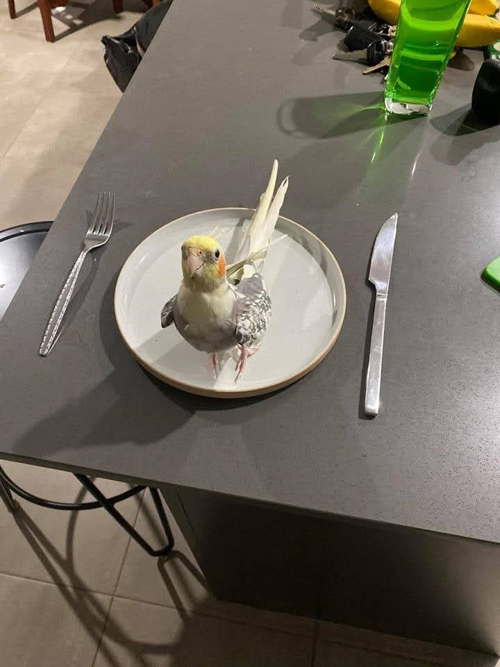 Pato Meira 🦜🇧🇷 (@crossrufus1) on Twitter photo 