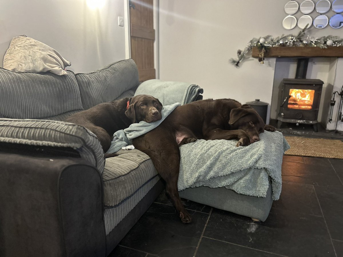 It’s been a long Xmas for two greedy chocolate labs! They have been walked fed and watered and now clearly need a bit of a sleep ! Now so comfortable