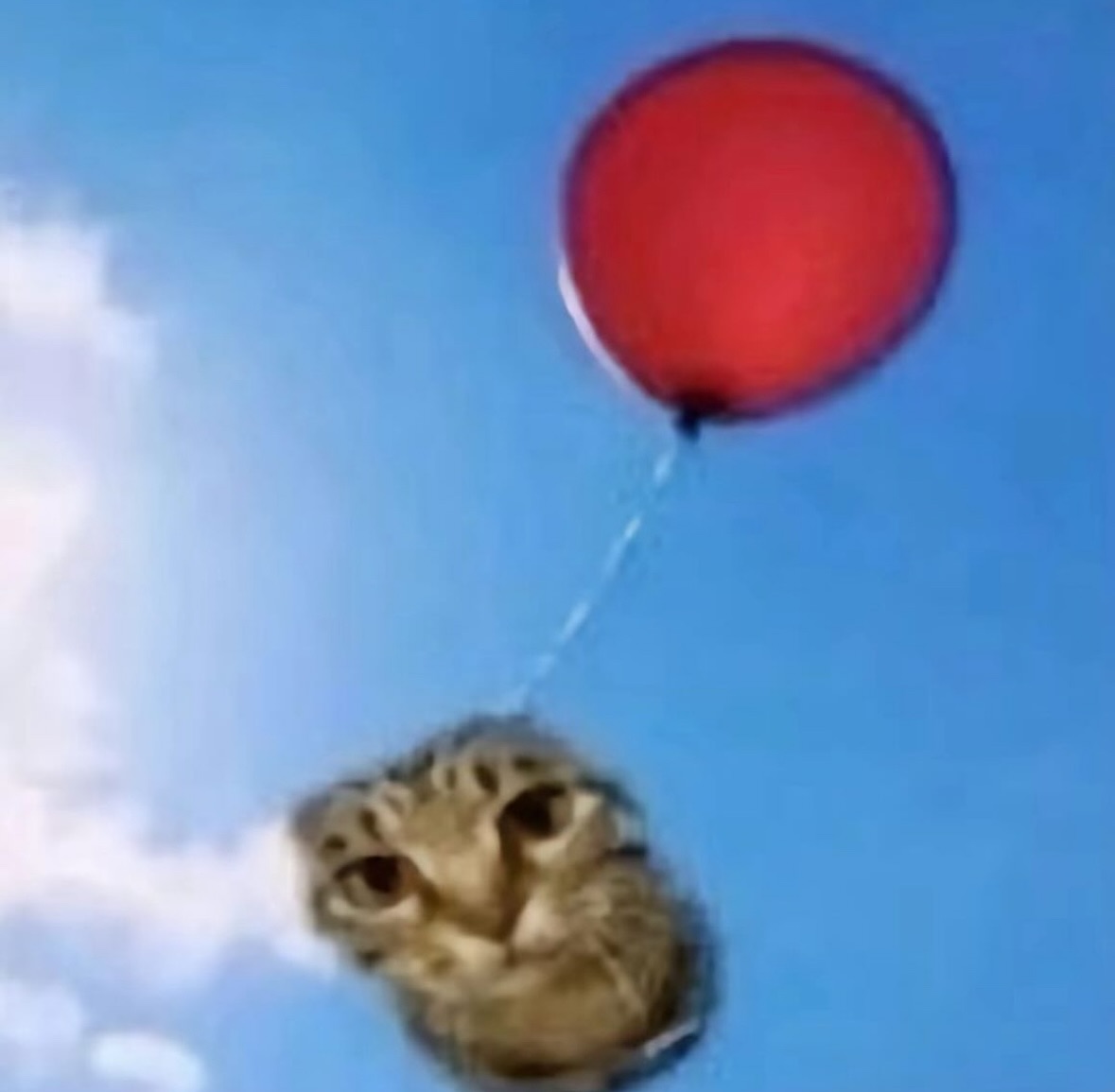 Punch Cat tweet media