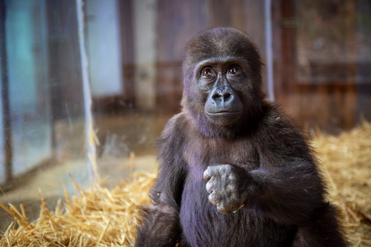 DarkWeb Haber, [29 Ara 2024 saat 00:28]
Tarım ve Orman Bakanlığı, İstanbul Havalimanı’nda yakalanan goril yavrusunun fotoğrafını paylaştı ve durumunun iyi olduğunu açıkladı.
⁦<a href="/hirozaki2020/">Hirozaki ❤️‍🩹</a>⁩