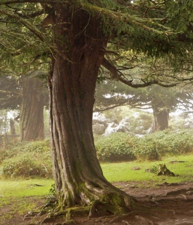 Parece que estuvo muy extendida la práctica del suicidio con veneno de tejo entre las antiguas poblaciones galaicas, astures y cántabras (cuando perdían la batalla, para evitar la esclavitud o simplemente cuando eran muy viejos para la lucha) #tejo #arbol #veneno