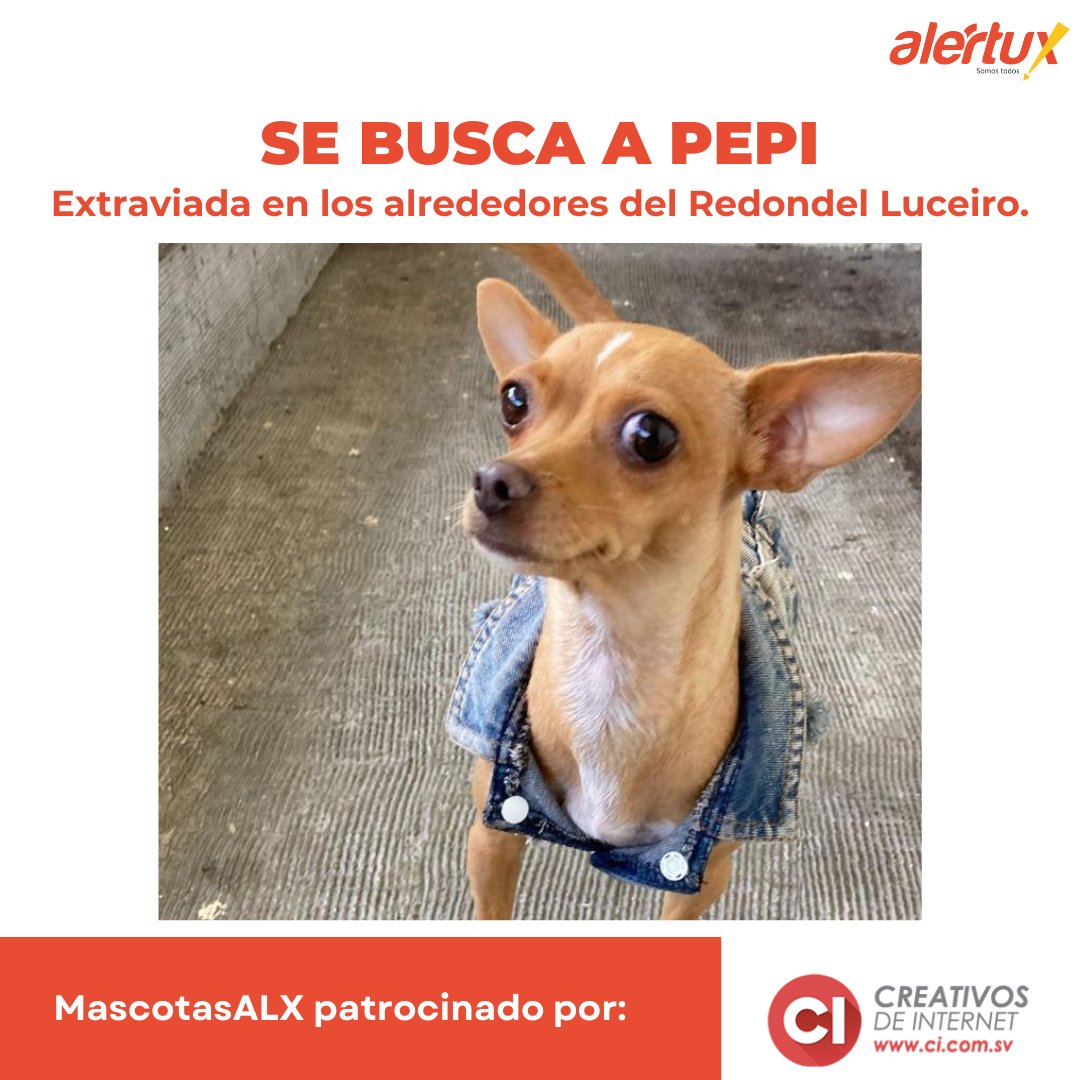 alertux's tweet photo. #MascotasALX #TráficoSV | SE BUSCA A PEPI. Se extravió hoy cerca del redondel Luceiro. Al momento de su desaparición, llevaba una chamarrita.

Si tienes información sobre su paradero, por favor comunícate con nosotros. ¡Ayúdanos a encontrarla! https://t.co/PHh4JczQYS