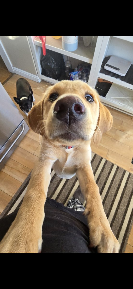 Could I interest anyone in a boop?? It's my first time I hope I'm doing it right 😊