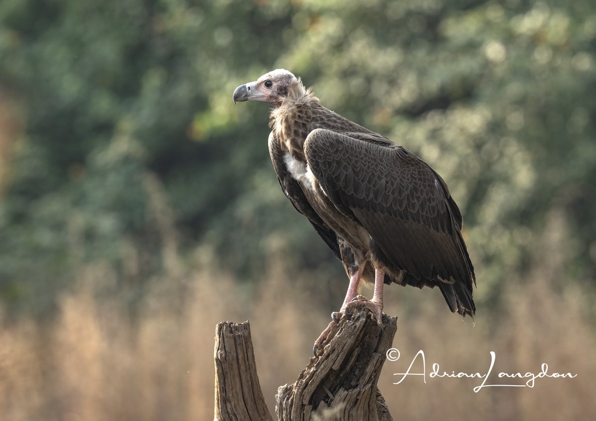 Adrian Langdon (@maxshearwater) on Twitter photo Still sorting thro my pics from recent trip to India & have posted a doz photos of Vultures & where I took them on my blog. Please click on the link and read my blog and enjoy the photos... images-naturally.co.uk/2024/12/vultur… <a href="/BobBosisto/">Bob Bosisto</a> <a href="/CBWPS1/">Cornwall Birds</a> <a href="/Kernowringer/">Peter Roseveare</a> <a href="/camelbirder/">Derek Julian</a> <a href="/JasminaGoodair/">Jasmina Goodair</a> Still sorting thro my pics from recent trip to India & have posted a doz photos of Vultures & where I took them on my blog. Please click on the link and read my blog and enjoy the photos... images-naturally.co.uk/2024/12/vultur… <a href="/BobBosisto/">Bob Bosisto</a> <a href="/CBWPS1/">Cornwall Birds</a> <a href="/Kernowringer/">Peter Roseveare</a> <a href="/camelbirder/">Derek Julian</a> <a href="/JasminaGoodair/">Jasmina Goodair</a>