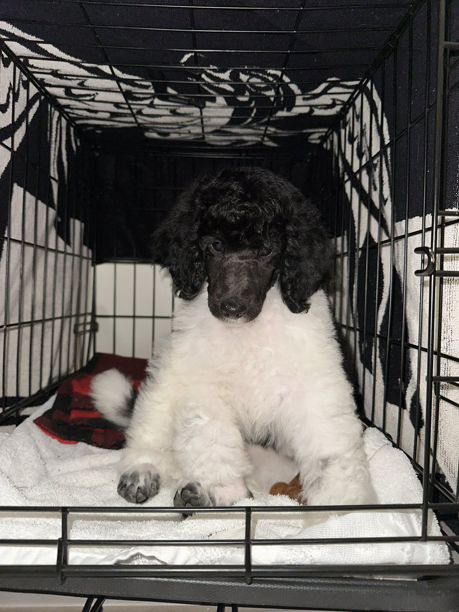 lycvncy's tweet photo. This is my new puppy Anya #Mouthwashing <3 AKC name “Pony Express” and she’s an 8 week old Spoo https://t.co/rb7H3HJFK6