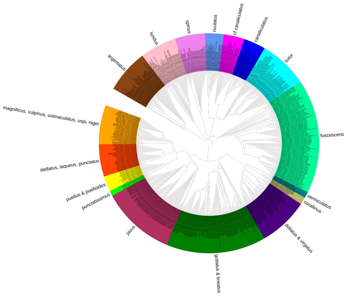 CO1 phylogeny of Siganus