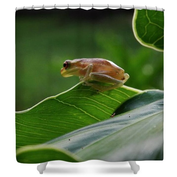 Angel617Liz's tweet photo. https://t.co/NYoPjCCzKf
"It's A Frogs Life" Collection, available in home decor, shower curtain, print and more. #ItsAFrogsLife #ShowerCurtain #Froglets #NaturePhotography https://t.co/JW84OYjwZ4