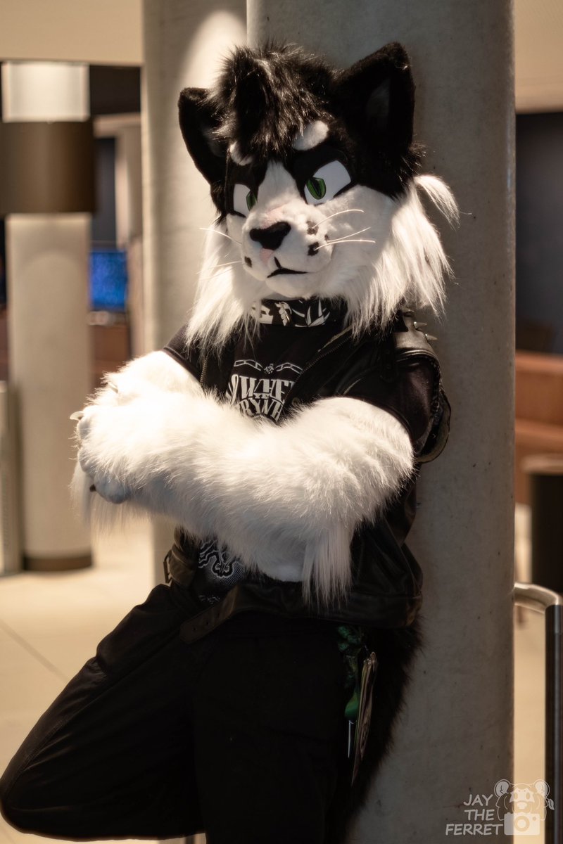 Cyber (@pdcyberrr) on Twitter photo Is there a problem or something? 😼
📸: <a href="/fenpaws/">The World of SoXX</a> ✏️: <a href="/JayTheFerret/">Jay</a> Is there a problem or something? 😼
📸: <a href="/fenpaws/">The World of SoXX</a> ✏️: <a href="/JayTheFerret/">Jay</a>