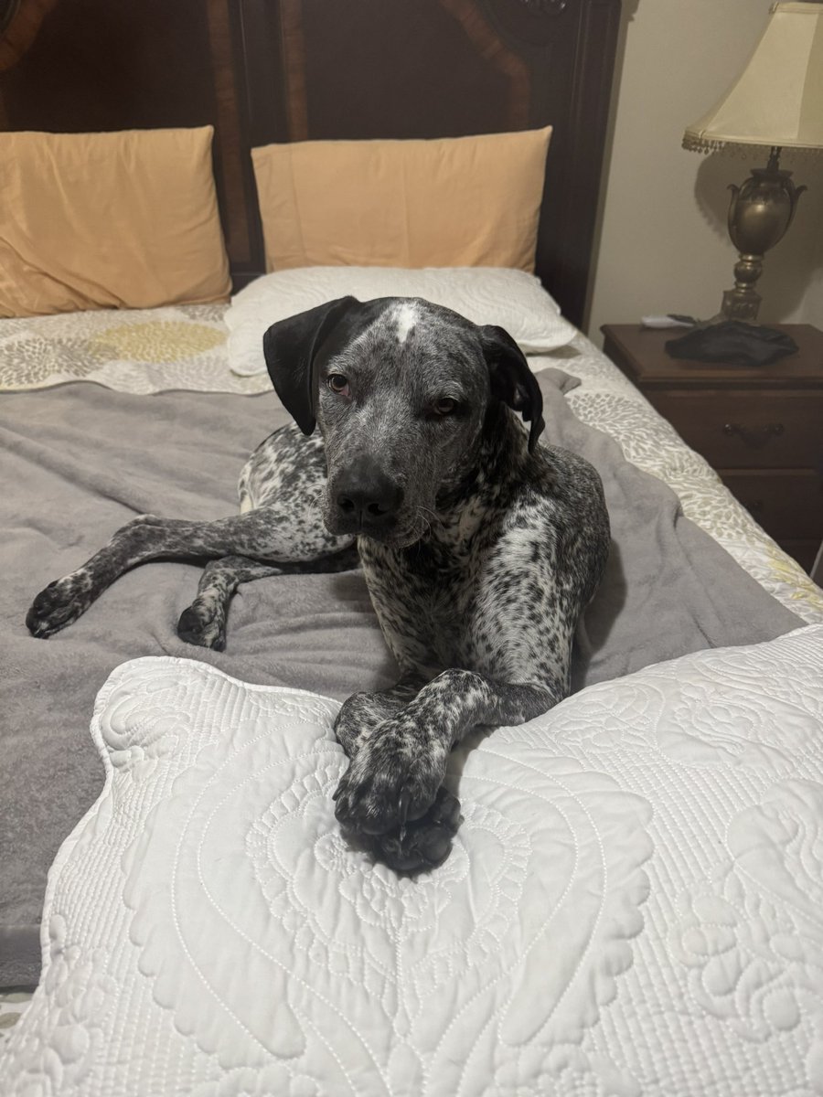 My dog always looks at me like he’s been up late for hours waiting. Look at his crossed paws!!! I’m such an inconvenience to him.