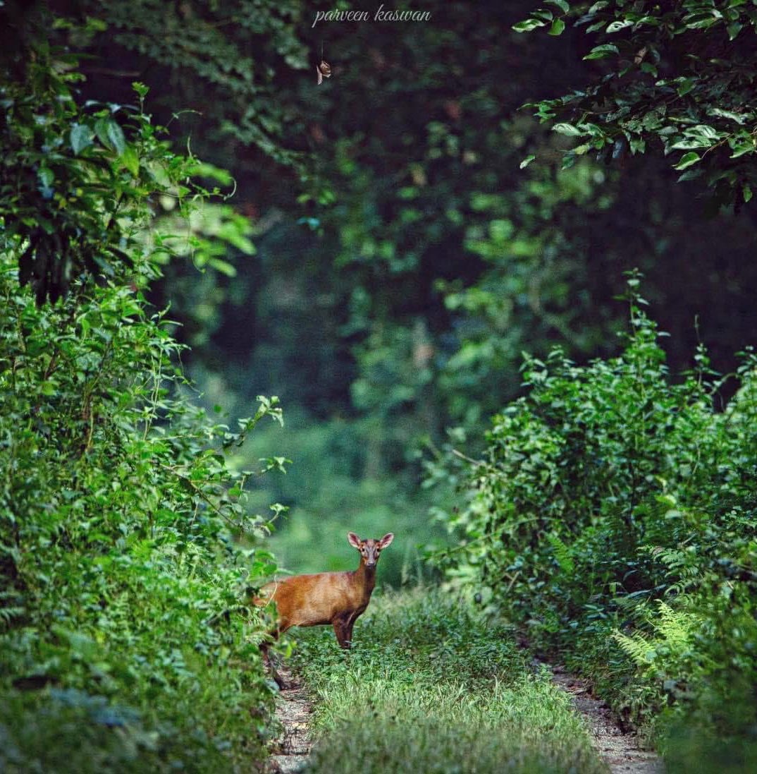 The shy Indian muntjac, aka the barking deer, is a master of hide-and-seek! 🦌 Known for its bark-like alarm call, it sounds more watchdog than woodland. Nature’s little surprise package!