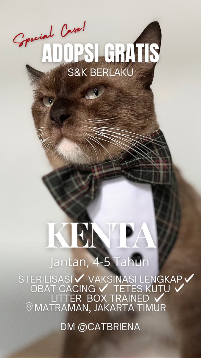 catbriena's tweet photo. Hi teman2 saat ini aku sedang mencari adopter untuk kucing2 fosterku.
Ada 4 ekor yg siap di adopsi khusus warga Jadetabek ya!
📍Matraman, Jakarta Timur

Untuk yang serius adopsi bisa langsung isi form adopsi berikut https://t.co/UmxHIJAnxB

#AdopsiKucingJakarta 

Lanjut 👇🏻 https://t.co/8OYHV5iOdl