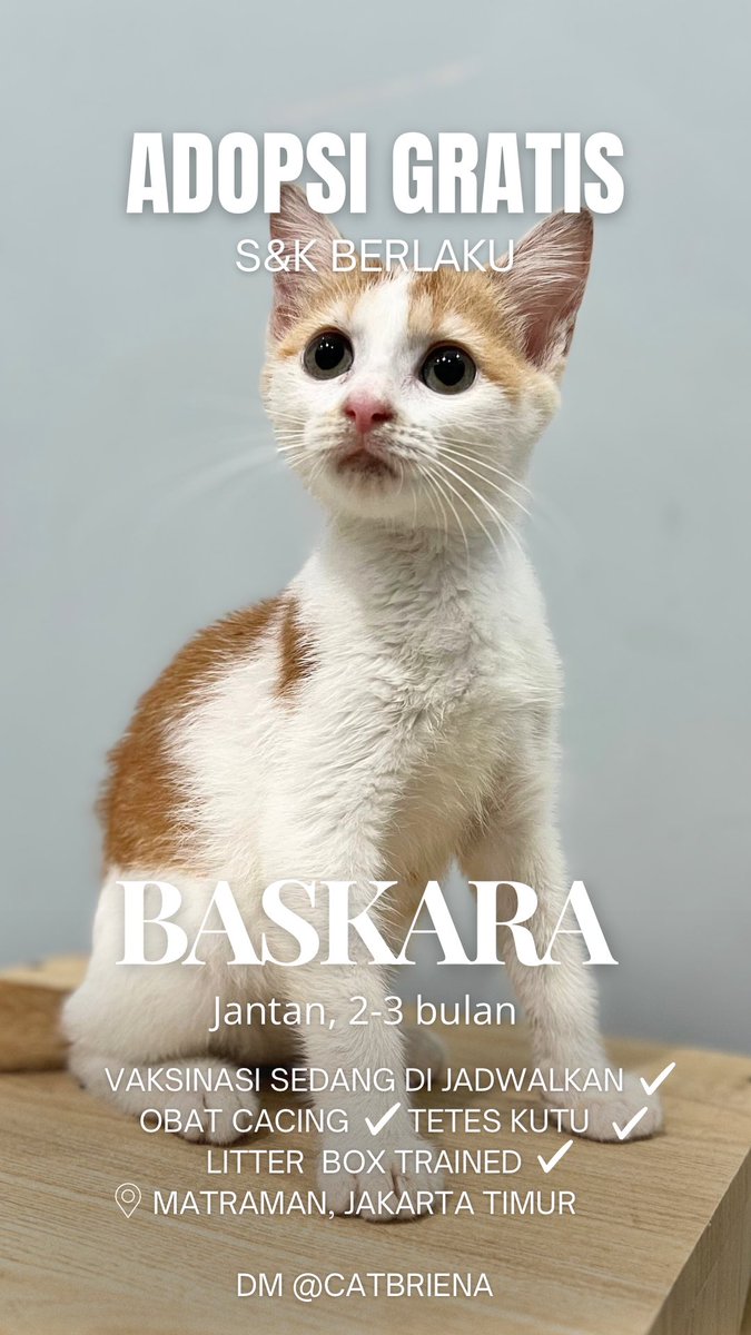 catbriena's tweet photo. Hi teman2 saat ini aku sedang mencari adopter untuk kucing2 fosterku.
Ada 4 ekor yg siap di adopsi khusus warga Jadetabek ya!
📍Matraman, Jakarta Timur

Untuk yang serius adopsi bisa langsung isi form adopsi berikut https://t.co/UmxHIJAnxB

#AdopsiKucingJakarta 

Lanjut 👇🏻 https://t.co/8OYHV5iOdl