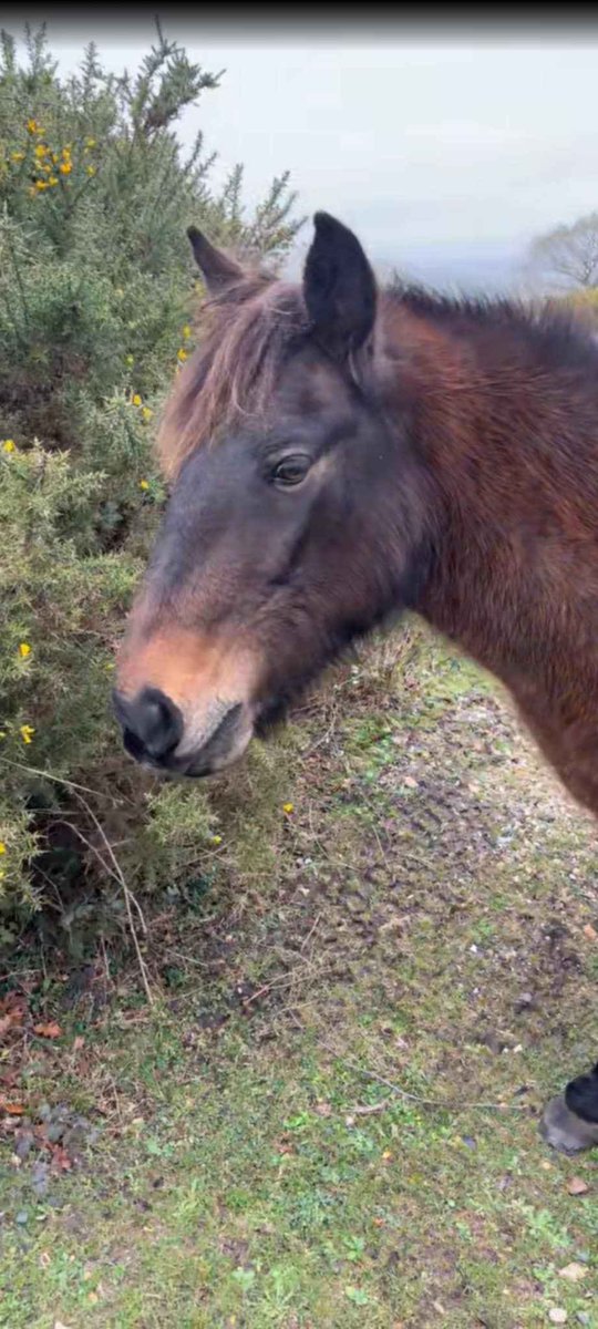 PonyNative's tweet image. Travelling home from Bournemouth the other weekend, I stopped off in the New Forest and got to see some beautiful ponies 😍😍

#TwitterDailyBlog #PoniesOfTwitter #NewForest #NativePonies #VisitNewForest #TravelNewForest