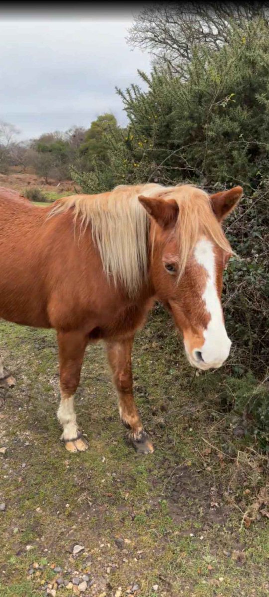 PonyNative's tweet image. Travelling home from Bournemouth the other weekend, I stopped off in the New Forest and got to see some beautiful ponies 😍😍

#TwitterDailyBlog #PoniesOfTwitter #NewForest #NativePonies #VisitNewForest #TravelNewForest