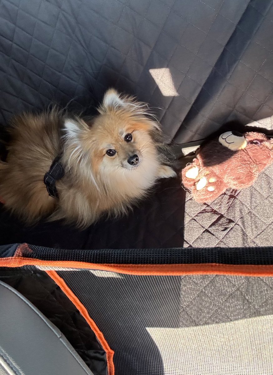 starmichelin_'s tweet photo. tan chiquito y bonito vas a ser, rayitoo🥺 https://t.co/fgoa2insve