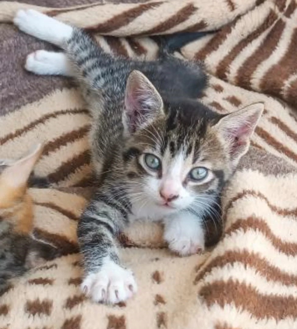 Hermoso gatito en adopción responsable. Es muy juguetón, activo y cariñoso. Para mayor información o si deseas adoptarlo, comunícate al +56982419699. Favor RT!
#Limache
