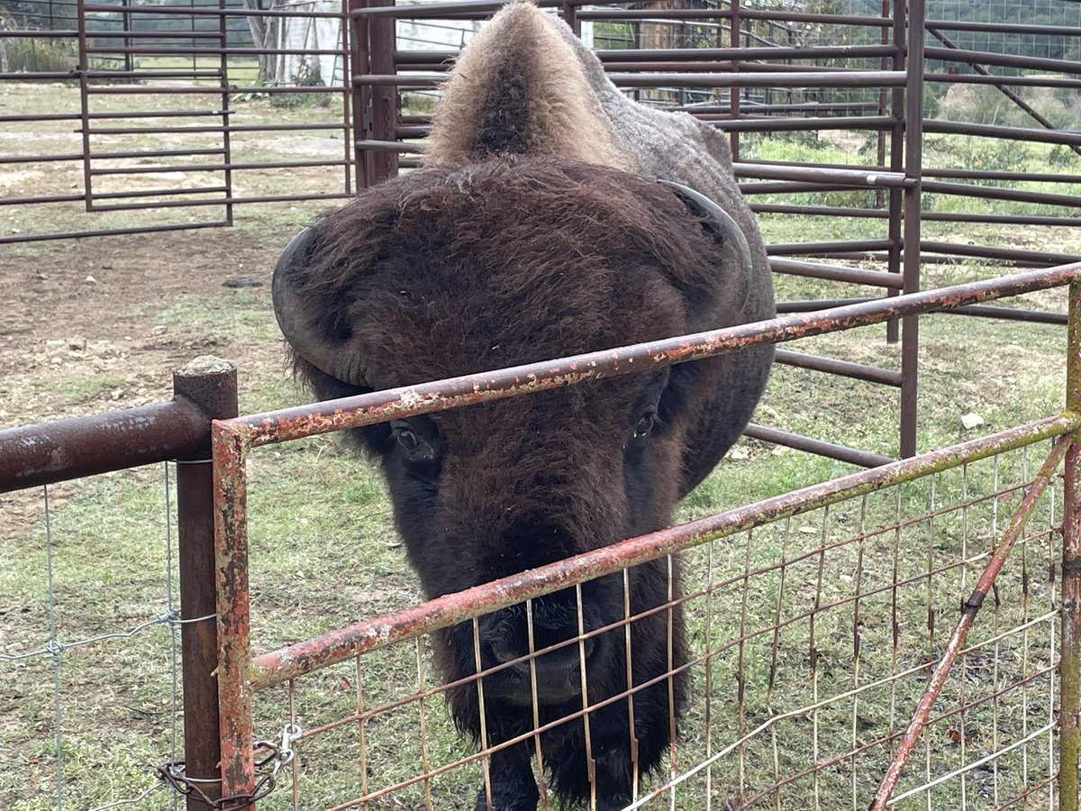 TXbisonman's tweet photo. @BasedWash Smile for the people Buford ! https://t.co/4eMSt6oi8Q