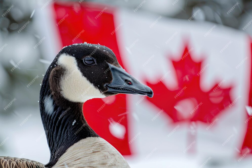 RodKahx's tweet image. I. Am. Canadian.