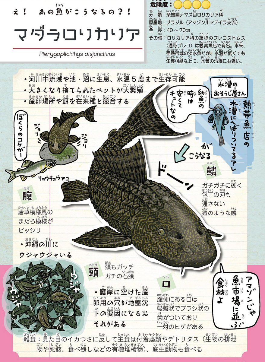 ちなみに、今まで描いた中でダントツでめんどくさかったのは、プレコこと、マダラロリカリアの模様です。

https://t.co/iiE1Uu5hpe
#外来いきもの図鑑 