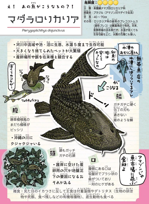 ちなみに、今まで描いた中でダントツでめんどくさかったのは、プレコこと、マダラロリカリアの模様です。

https://t.co/iiE1Uu5hpe
#外来いきもの図鑑 