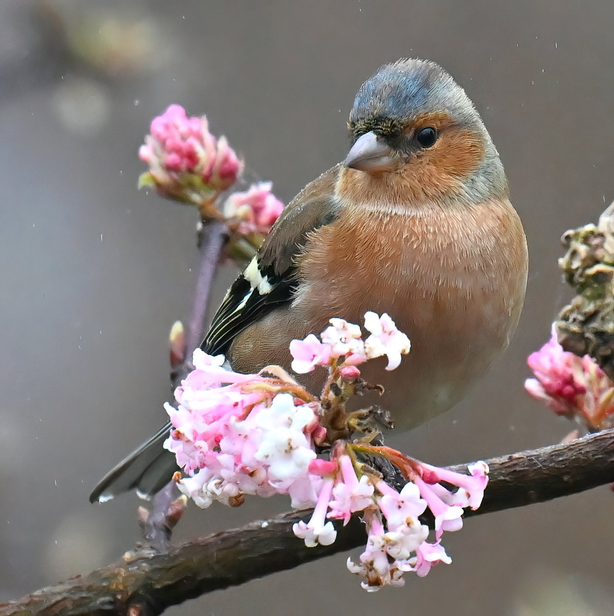 Male Chaffinch. 😍
 Taken yesterday from my bathroom window! 😁🐦