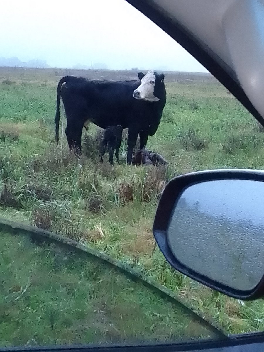 Se criaron lindos los mellizos 6 meses tienen