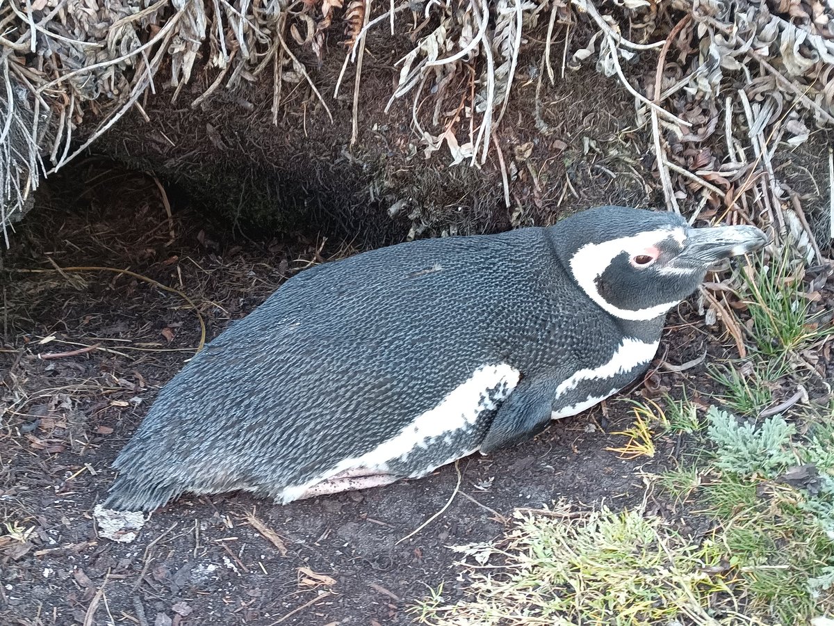 My favourite time of the day to watch the penguins has to be the early evening. 🇫🇰🐧