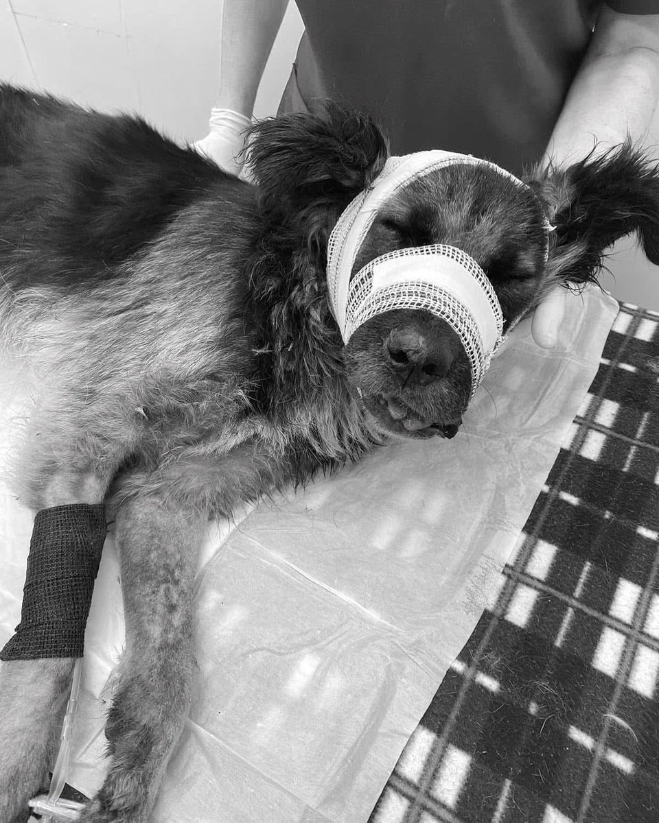 joinPAW's tweet photo. We just lost Thayla.  🖤

She was unable to survive the severity of her condition. We had hoped to perform emergency surgery today to insert a feeding tube and give her a fighting chance, but her body simply couldn't hold on.  Despite all our efforts, we were unable to stabilize her in time.

We rescued Thayla after she suffered an unimaginable trauma. We don't know exactly what happened… whether she was run over or if someone deliberately hurt her. What we do know is that her injuries were catastrophic. 

Thayla had severe head trauma, a completely fractured and hanging jaw, nerve damage that left her unable to move her tongue, and a fractured nose. She couldn't eat, and her fragile body was unable to maintain blood pressure or blood sugar levels.

We fought to save her. We planned her emergency surgery for today to at least insert a feeding tube, but it was all too much for her. Her body gave out before we could proceed.

We're so sorry, Thayla, that we couldn't save you from all the suffering you endured. It breaks our hearts that we couldn't give you the chance to heal, to thrive, and to one day find a loving family. The only comfort we have is knowing that you're now free of pain, in a place where no harm can ever touch you again.

Rest peacefully, sweet girl. 💔🌈