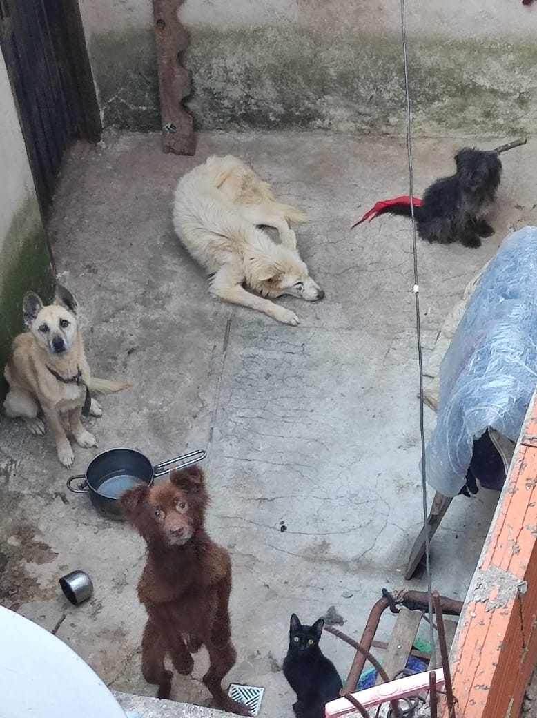 Los están dejando morir!
Sin tránsitos, no hay rescate.
11 3258 7944

NO HAY TRÁNSITOS!!!
POR FAVOR, HAY UNO MUY MAL!!!
VAN A TERMINAR MUERTOS!
CÓMO LO TENGO Q PEDIR???
AYUDA!!!!!

ACTUALIZO.
Uno de los perritos está muy mal!!!
T.E: 11 6246 5739