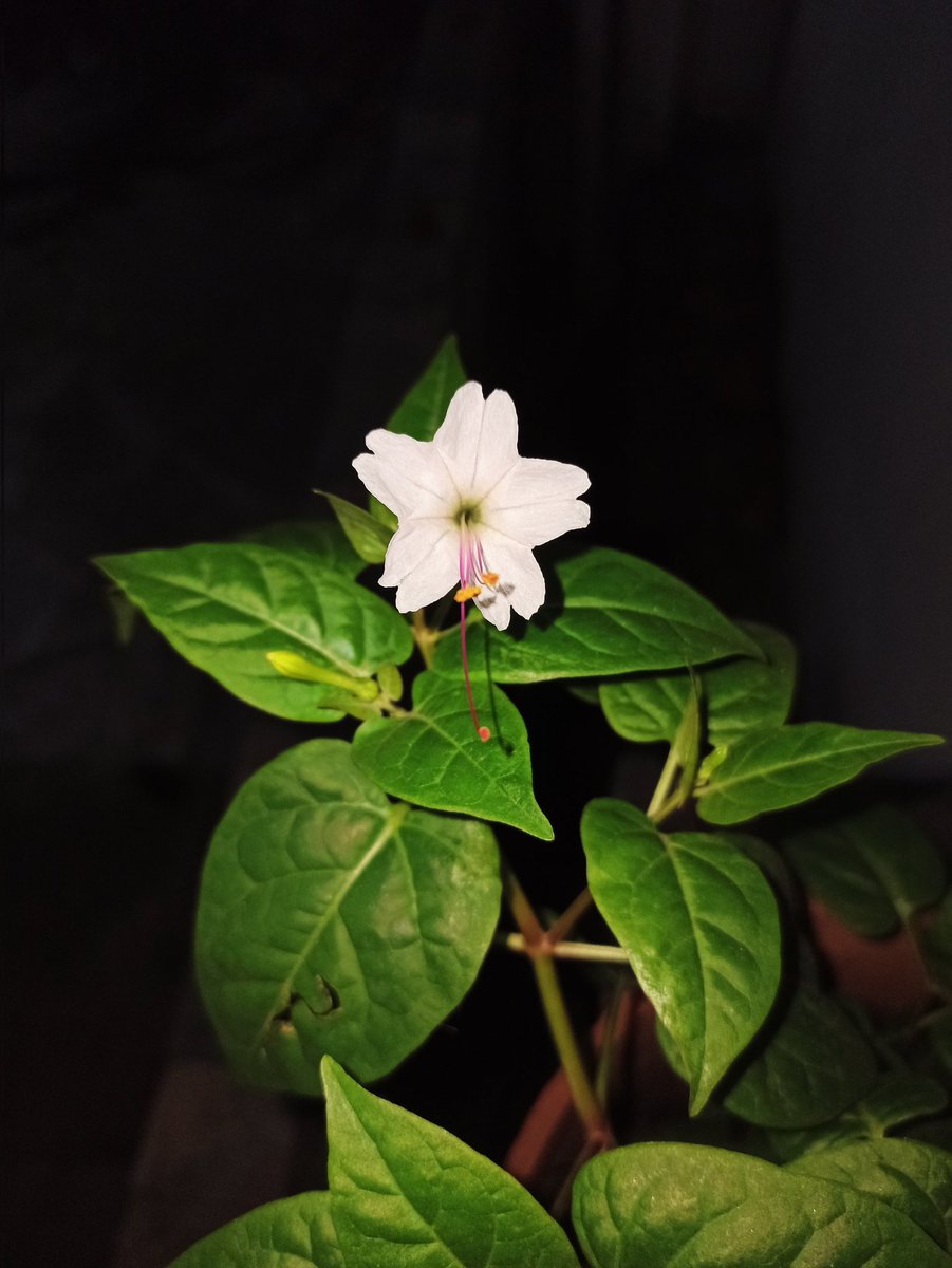 mafeemagique's tweet photo. Según «Lens», esta flor se llama 𝘔𝘪𝘳𝘢𝘣𝘪𝘭𝘪𝘴 𝘭𝘰𝘯���𝘪𝘧𝘭𝘰𝘳𝘢, o «alzoyati», «oraciones de Filipinas», «pebete de México» o «suspiros de Filipinas». La sembró mi papá y hoy le floreció 🩷 Te amo, papito. https://t.co/1lnsJdqCjP