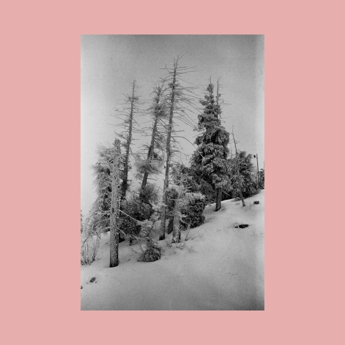 sean flanigan tweet media