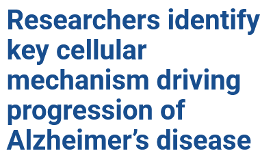 Dr_Singularity's tweet photo. It's over for Alzheimer's

Researchers at the Advanced Science Research Center at the CUNY Graduate Center, part of the City University of New York, have discovered a  critical mechanism that links cellular stress in the brain to the  progression of Alzheimer’s disease.

The study, published in the journal Neuron,  highlights microglia, the brain's primary immune cells, as central  players in both the protective and harmful responses associated with the  disease.

The research team discovered that activation of this  stress pathway, known as the integrated stress response, prompts  microglia to produce and release toxic lipids. These lipids damage  neurons and oligodendrocyte progenitor cells, two cell types that are  essential for optimal brain function and that have most impact in  Alzheimer’s disease. Blocking either the stress response, or the lipid  synthesis pathway, reversed symptoms of Alzheimer’s disease in  preclinical models.