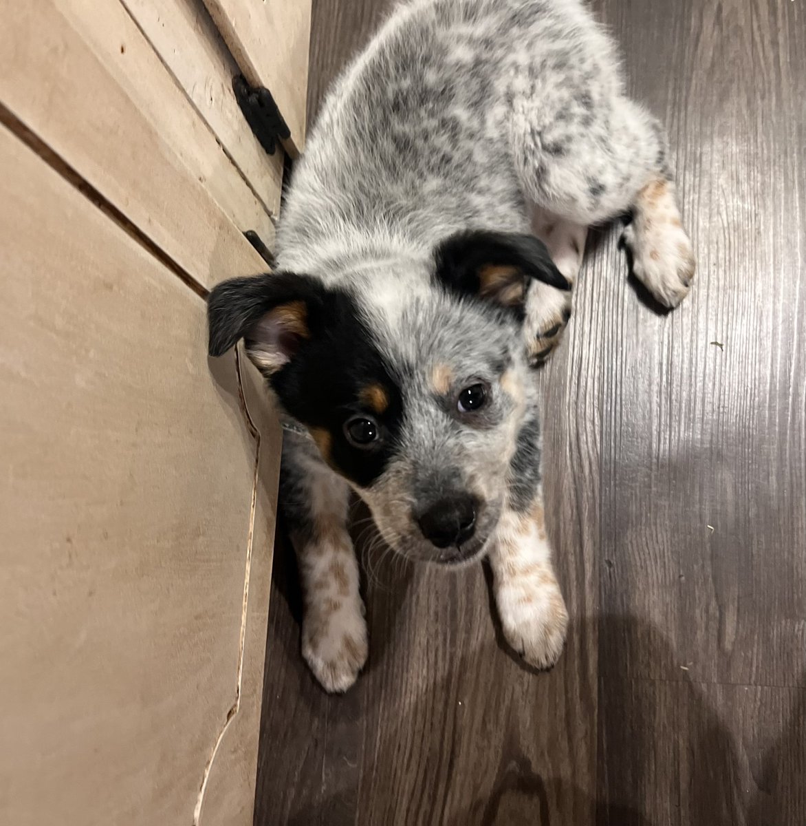 peachykeen117's tweet image. She’s so cute but man is she a turd. I’m tired. #puppymom #Annie #RescueDogs #borderheeler 🐶🤍😴