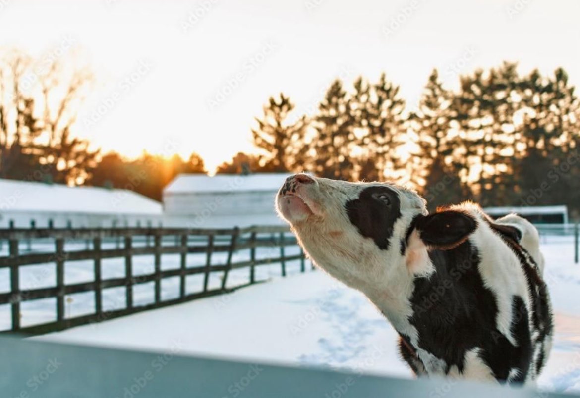 International Dairy Federation tweet media