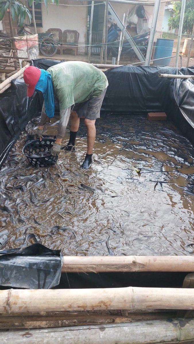 Selasa (10/12)Wasahla, S.Pi Luhkan Kab.Banyuasin, Pokdakan Mina Panca Jaya Desa Tirtosari Panen Ikan lele Sebanyak 200 kg dg harga Rp. 21.000/kg dg luasan kolam tanah 5×7m2.
#GiatLuhkanBRPPUPPPalembang
#luhlapor
#panen
#banyuasin
<a href="/bppsdm_brppupp/">BRPPUPP Palembang</a>