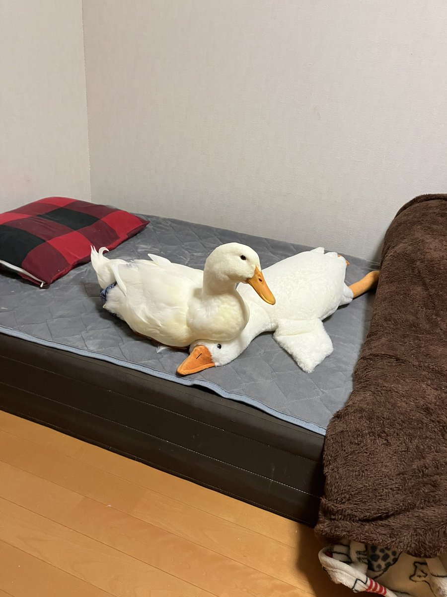 yamatokakeru_'s tweet image. 可愛いすぎやろがい！

#dack
#あひる
#アヒル
#動物
#ペット
#可愛い