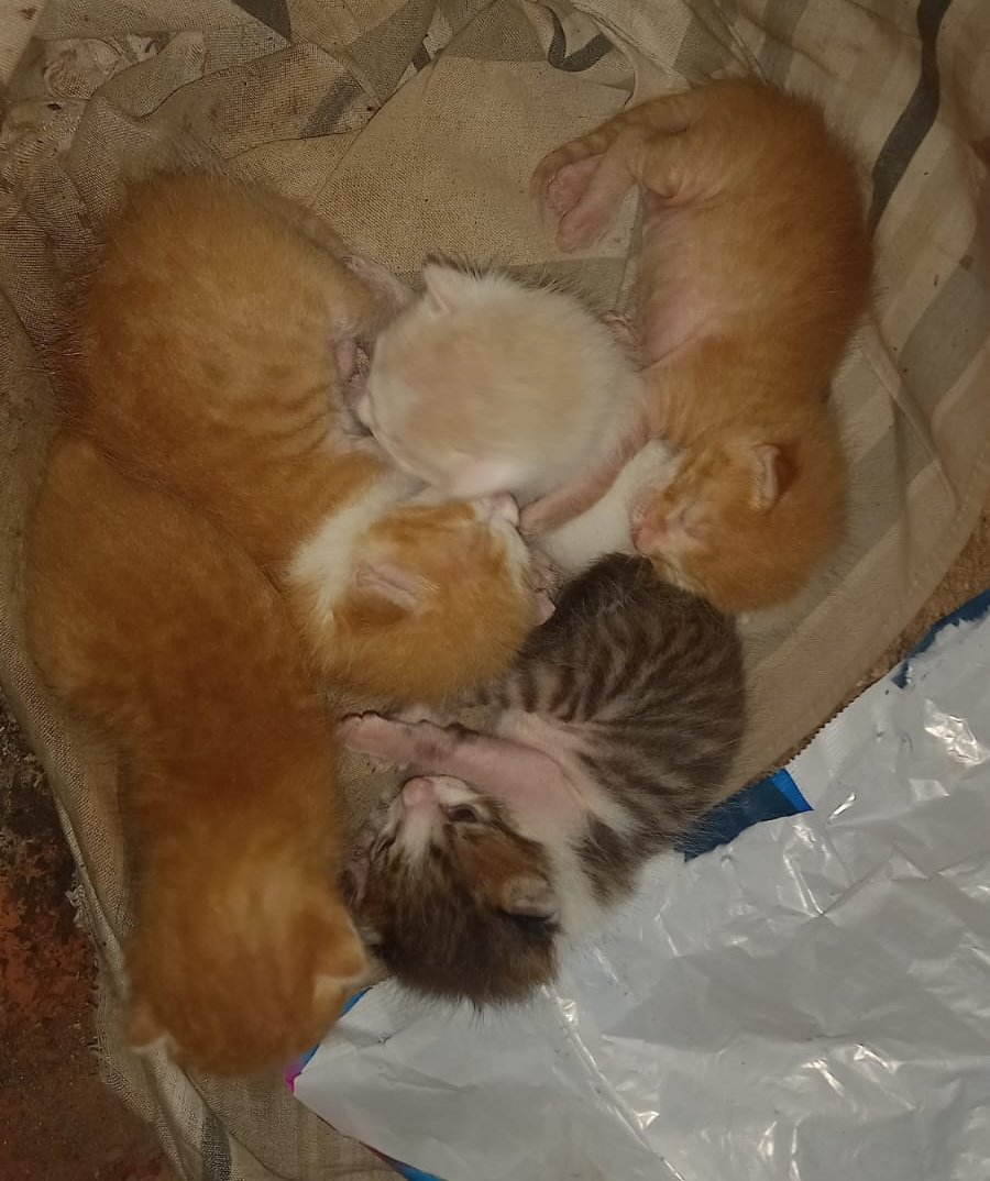 mbaepikoconpuso's tweet image. Actualización, empezaron a abrir sus ojitos, todavía le sigue teniendo la chica en su casa 🙏🏾😩🤍 le está cuidando, le da de comer.
Estos bebés están gorditos, son 5