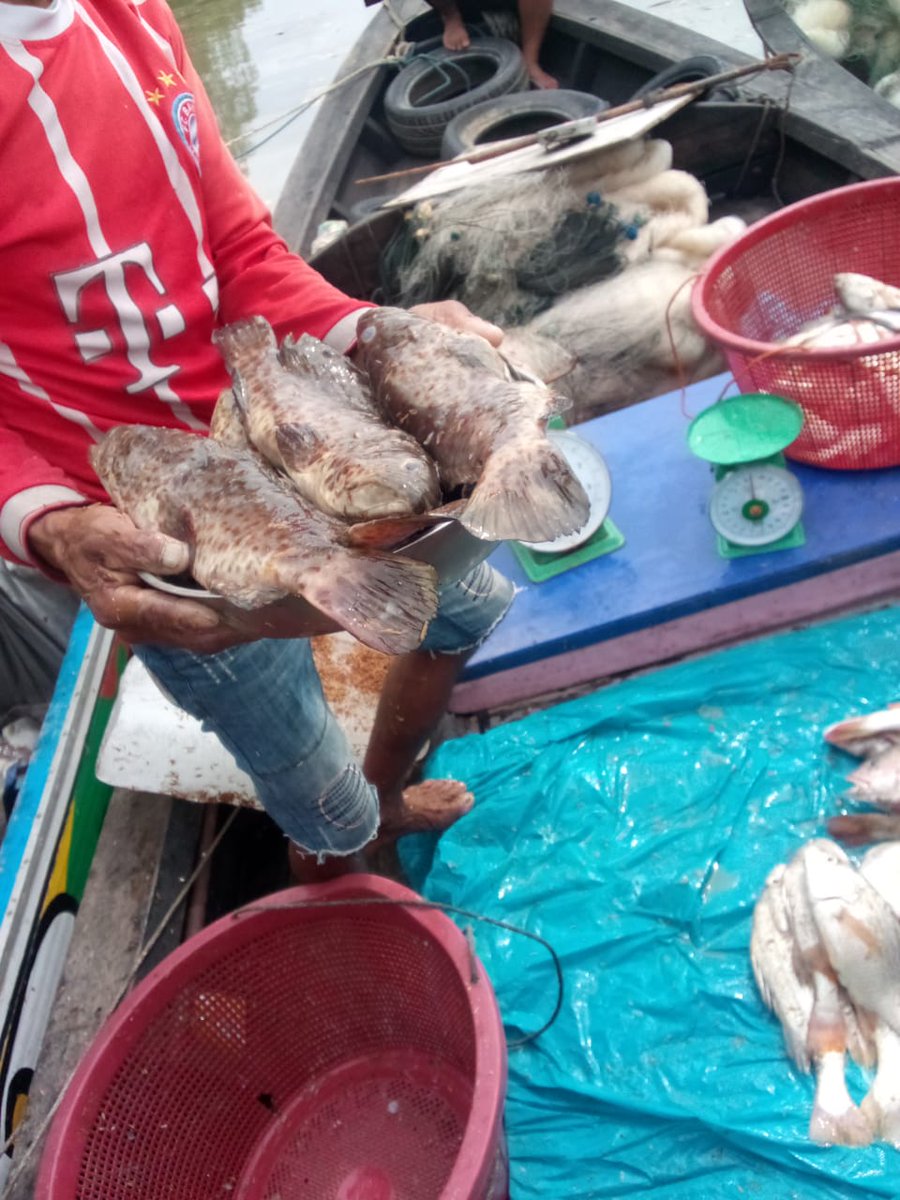 Senin  (16/12)Luhkan Kab.Banyuasin Wasahla, S.Pi. Kub Laut Semilang Kel. Mariana ilir  hasil tangkap laut ikan kakap dan smbilang  sebanyak 100 kg dg harga Rp.25.000/kg.
#GiatLuhkanBRPPUPPPalembang
#luhlapor 
#tangkap
#Banyuasin
<a href="/bppsdm_brppupp/">BRPPUPP Palembang</a>
