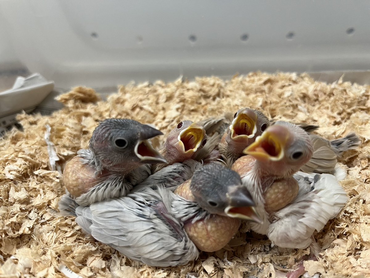 NPO法人ことりのおうち on X