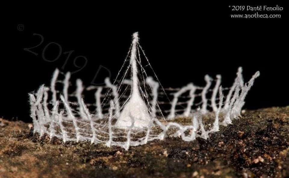 Danté Fenolio, Ph.D. tweet media