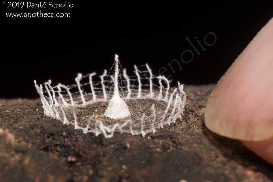 Danté Fenolio, Ph.D. tweet media