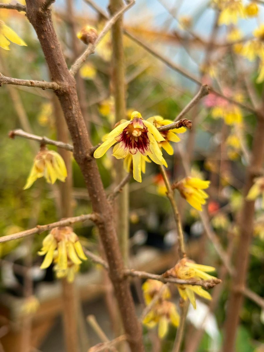 Wintersweet is one of those #flowers that makes you wish for scented social media.
