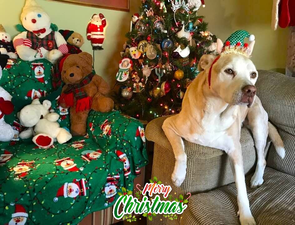 NOLAsDog's tweet photo. Merry Christmas! #Christmas2024 @dogcelebration #dogsoftwitter #nola @MargaretOrr &amp; Skye https://t.co/SQp7daP8fT