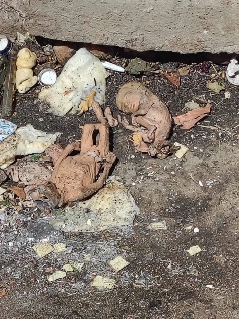 porqueTTarg's tweet photo. “Horror”

Porque encontraron cinco fetos en una vivienda en Wilde, provincia de Buenos Aires. https://t.co/frzYFx7mVO