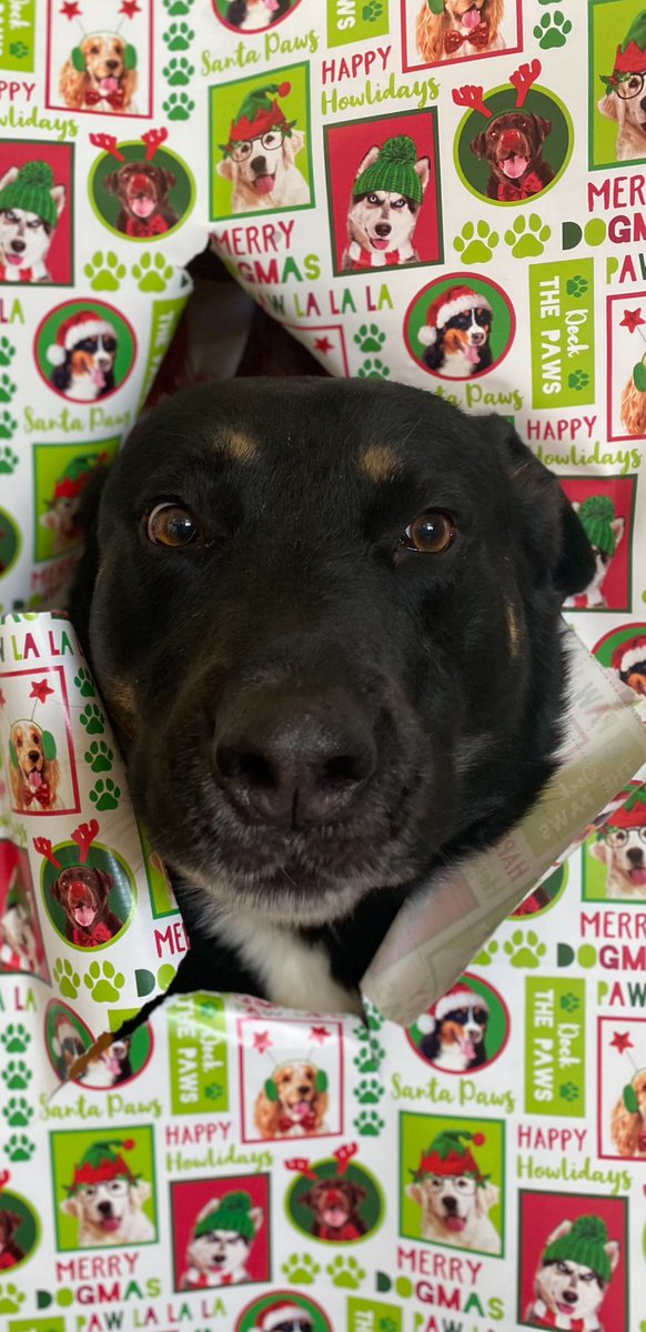 djclayart's tweet photo. @IanRunkle My daughter came home for Christmas with her chocolate lab with this idea she saw on Facebook. Her lab was too active for it but my dog was perfect. https://t.co/XaANjLdVFf