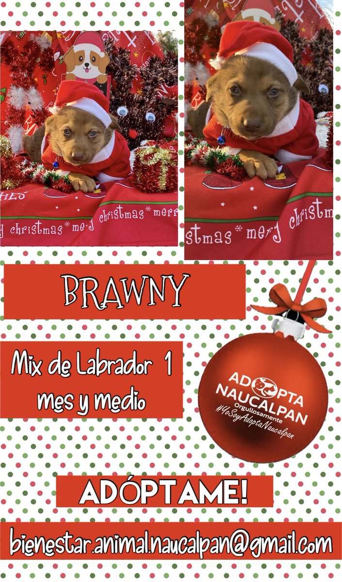 AdoptameNaucal1's tweet photo. BRAWNY &amp; MATY son Los 2 hermanos que aún no encuentran familia! Mañana presentes en la jornada de adopción! RT RT @azelarobinson @gabyplatas @gabrielguerrac @FansDeMiyagi @SoyNaucalpan @MascotasSismo @LaishaWilkins @egomezislas @MarkoEscalanteN @LosSatelucos @chekozaun https://t.co/BJCFJn9UMD