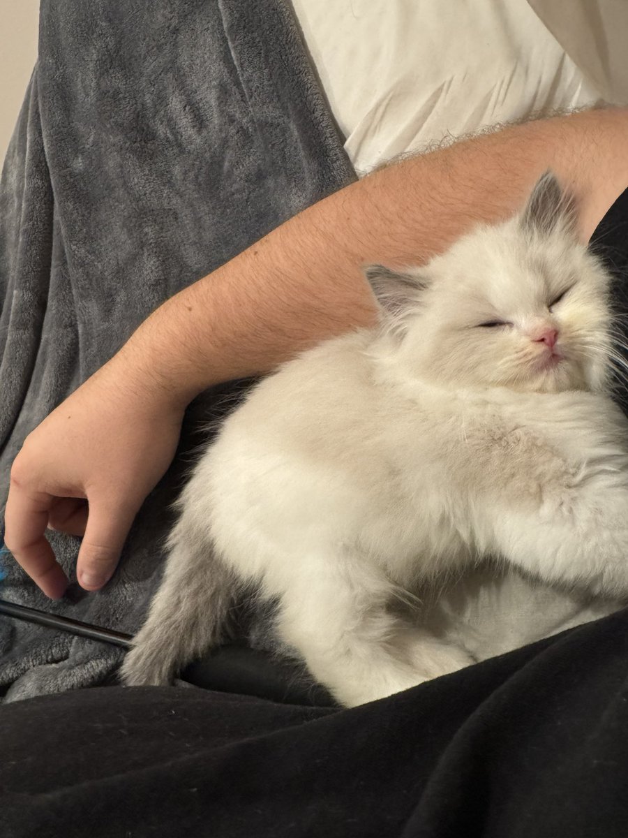 GavinKeen_'s tweet image. Meet my new kitty, Jeff the land shark, aka sharky.