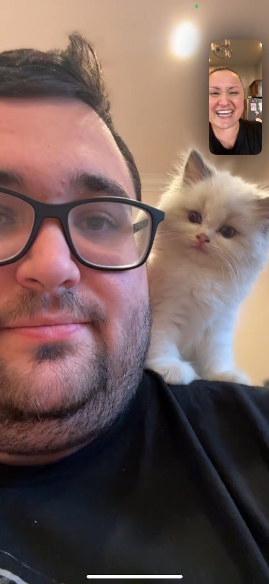 GavinKeen_'s tweet image. Meet my new kitty, Jeff the land shark, aka sharky.