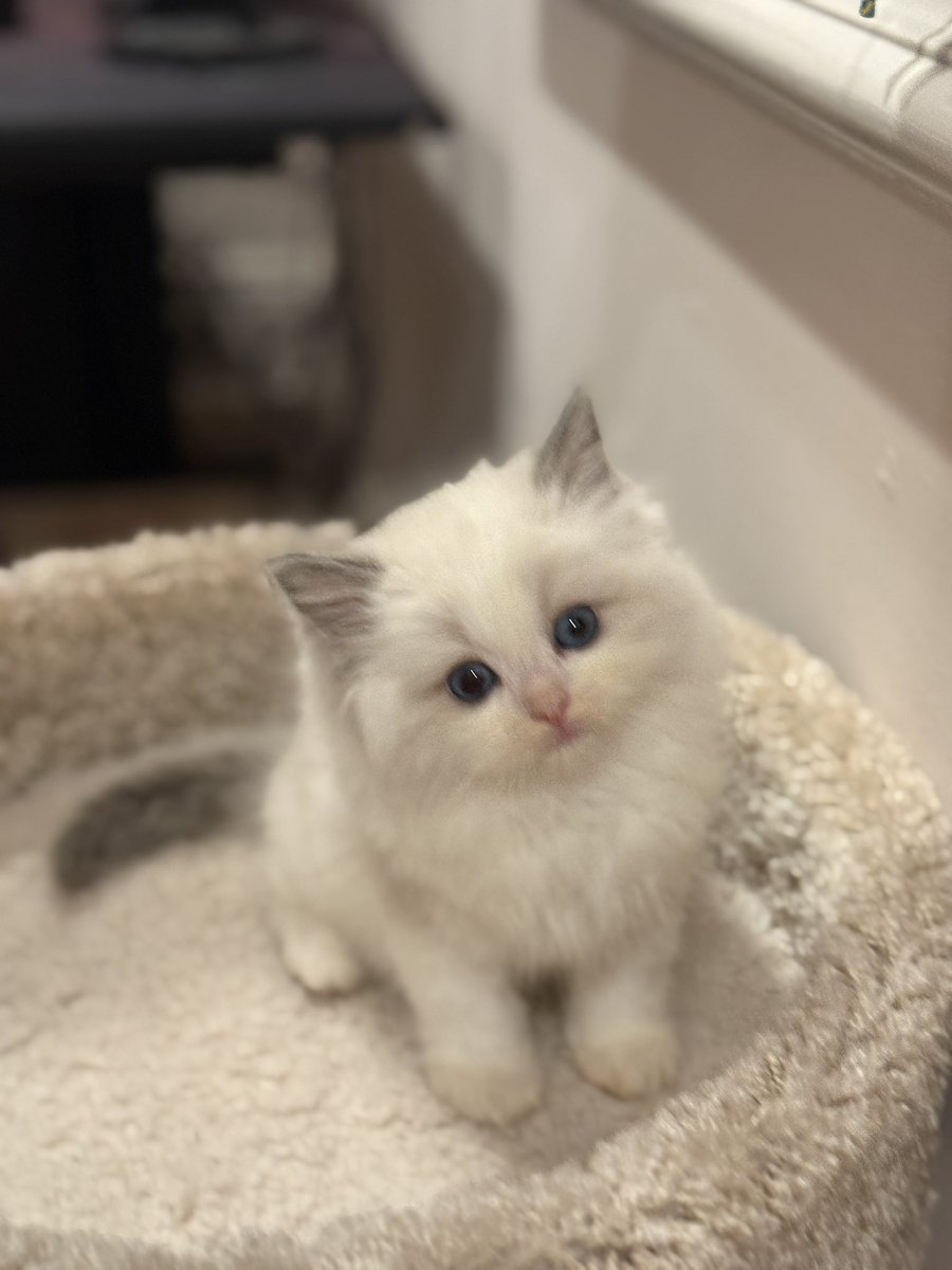 GavinKeen_'s tweet image. Meet my new kitty, Jeff the land shark, aka sharky.
